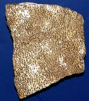 Prehistoric Planet Store - Dinosaur Eggshell, authentic