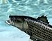 Taxidermy Quality 12" Fiberglas Striped Bass Wall Mount