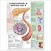 Understanding Type 2 Diabetes Anatomical Chart in Spanish (Comprendiendo La Diabetes Tipo 2)