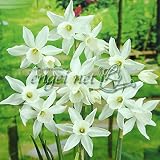 [秋植え球根]ミニ水仙：タリア3球入り 2袋セット[大人気！しずく咲きの芳香スイセン]