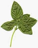 One pound Whole Basil