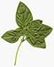 Gourmet Food : One pound Whole Basil
