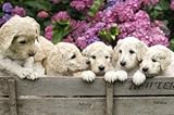 51JS38GMTPL. SL160  Wall Pupies Labradoodle Calco   60 W x 40 H extraíble gráfico
