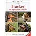 Bracken im jagdlichen Einsatz