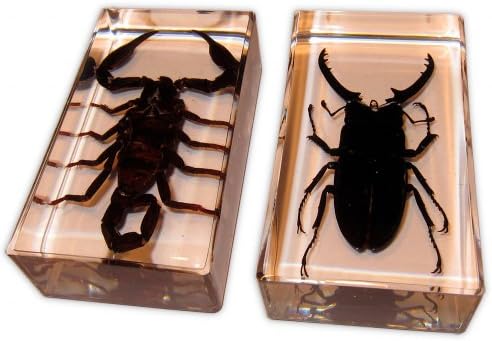 World Discovery Box Scorpion and Beetle Large Insect Pair
