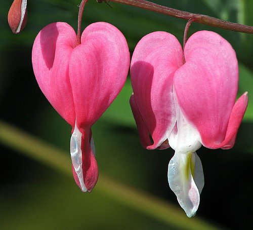 Old Fashioned Bleeding Hearts - Dicentra spectabilis - 3 Roots