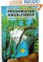 Freshwater Angel Fishes