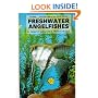 Freshwater Angel Fishes