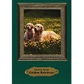 Golden Retriever: Das Rasseportrait