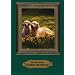 Golden Retriever: Das Rasseportrait