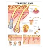 The Human Hair Anatomical Chart