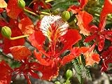 Eigenschaften tropical.garden  / Flammenbaum - Delonix regia - 5 Samen