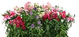 AeroGarden 6-Pod Seed Kit, English Cottage Flowers