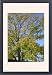 Framed Prints of Black Walnut Tree from Ardea Wildlife Pets