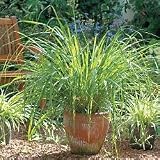 Herb Seeds - Lemon Grass Herb Seeds