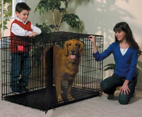 all sorts of dog training all sorts of dog training