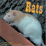 Rats 2009 Wall Calendar