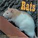 Rats 2009 Wall Calendar