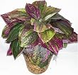 26" Purple Life-Like Hosta Bush