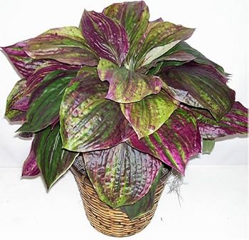 26" Purple Life-Like Hosta Bush