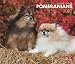 Pomeranians, For The Love Of 2012 Deluxe Wall Calendar (Multilingual Edition)