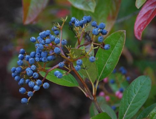 'Winterthur' Viburnum -Colorful Berries-Flowering Shrub 'Winterthur' Viburnum -Colorful Berries-Flowering Shrub