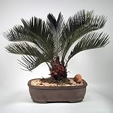 Bonsai Sago Palm