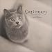 Search : Cationary: Meaningful Portraits of Cats