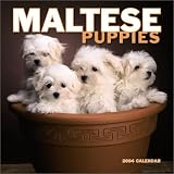 Maltese Puppies Mini 2004 Calendar