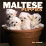 Maltese Puppies Mini 2004 Calendar