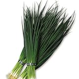 【メール便配送】　国華園　野菜たね　ネギ　やくみ夏細葱　1袋(10ml入)