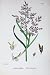 BOTANY PLANTS c1902 WATER WHORL-GRASS CATABROSA FLOWER