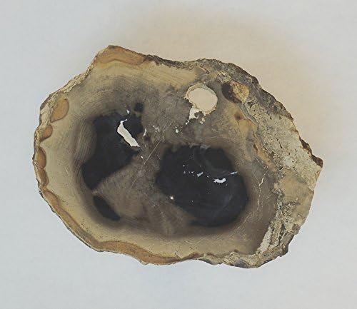 Dicot Petrified Wood 31 Million Years Old Little Butte Volcanic Formation Oregon 10