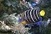 Wallmonkeys Peel and Stick Wall Decals - Exotic Fish - Removable Graphic
