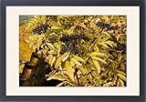 Framed Prints of Dwarf Elder, or Danewort - in fruit from Ardea Wildlife Pets