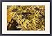 Framed Prints of Dwarf Elder, or Danewort - in fruit from Ardea Wildlife Pets