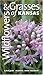 Wildflowers and Grasses of Kansas: A Field Guide