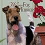 Fox Terriers, Wire 2004 Calendar