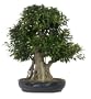 Brussel's ST4002TF-B Taiwan Ficus Specimen Tree