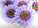(12) BIG Silk Purple Gerbera Daisy Flower Heads , Gerber Daisies - 3.5