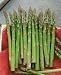 Jersey Giant Hybrid Asparagus Seeds - Asparagus Officinalis - 0.2 Grams - Approx 12 Gardening Seeds - Vegetable Garden Seed