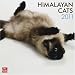 Search : Himalayan Cats 2011 Square 12X12 Wall Calendar