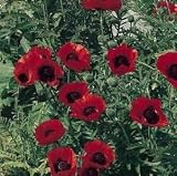 51JXHyt4mJL. SL160  Oriental Poppy Beauty of Livermere   50000 Seeds