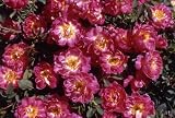 Short N Sweet Rose