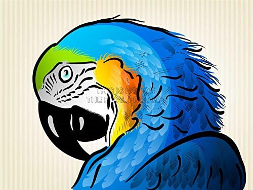 PAINTING ILLUSTRATION CARTOON PARROT MACAW BIRD PICTURE ART PRINT POSTER MP5203A