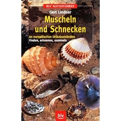 Muscheln und Schnecken