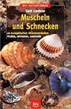 Muscheln und Schnecken
