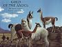 Gold of the andes