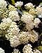 Ice Ballet Butterfly Weed - Asclepias - NEW - Potted