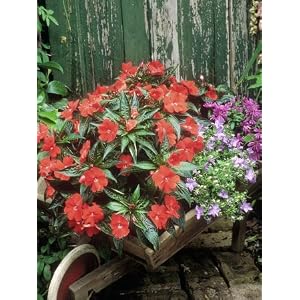 Unusual Container, Wheelbarrow Impatiens